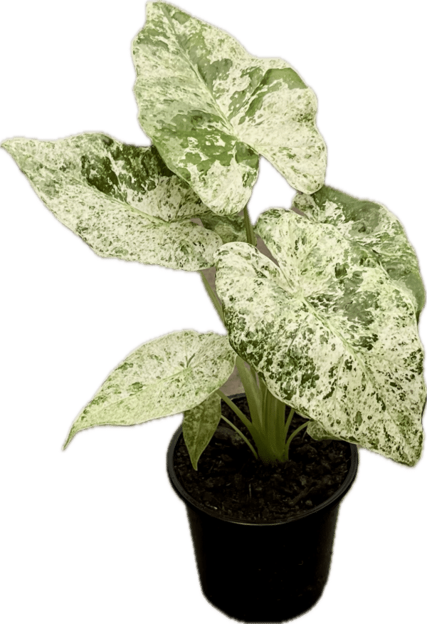4" Alocasia Macrorrhiza Camoflauge