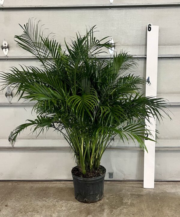 14" Palm Cat