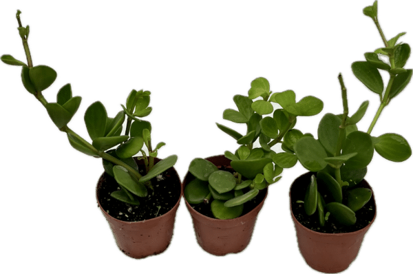 2” Peperomia Hope