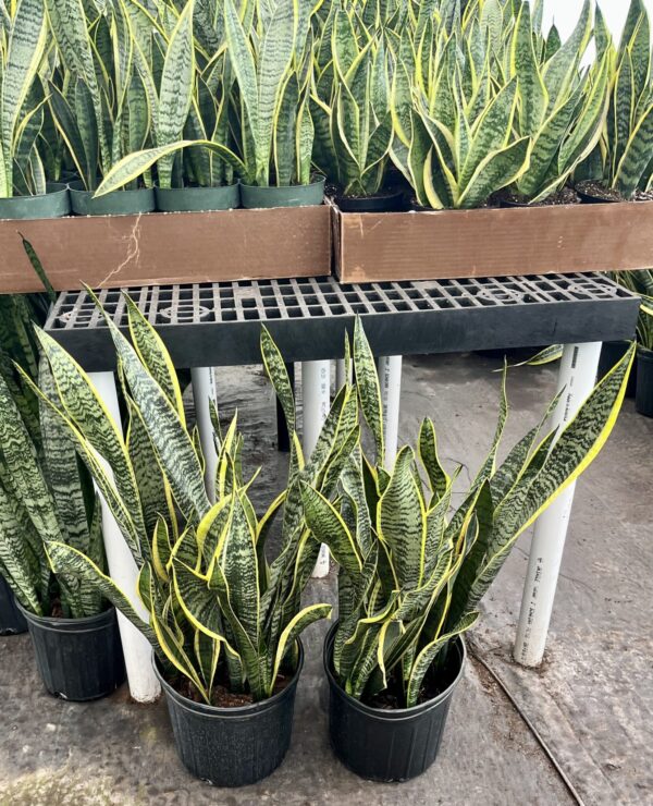 10" Sansevieria Laurentii - Image 2
