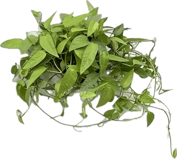 6" Pothos Cebu Blue