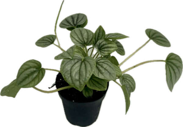 4" Peperomia Frost