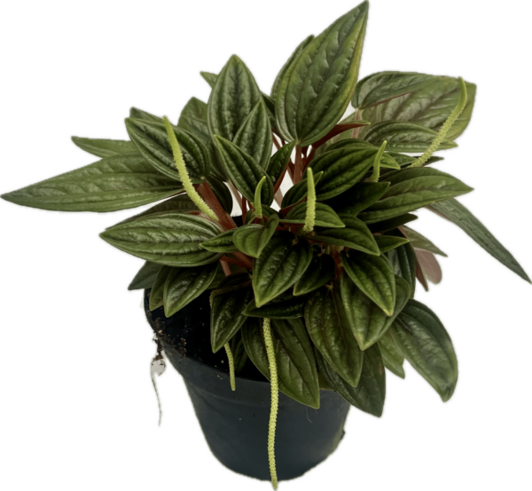 4" Peperomia Rosso