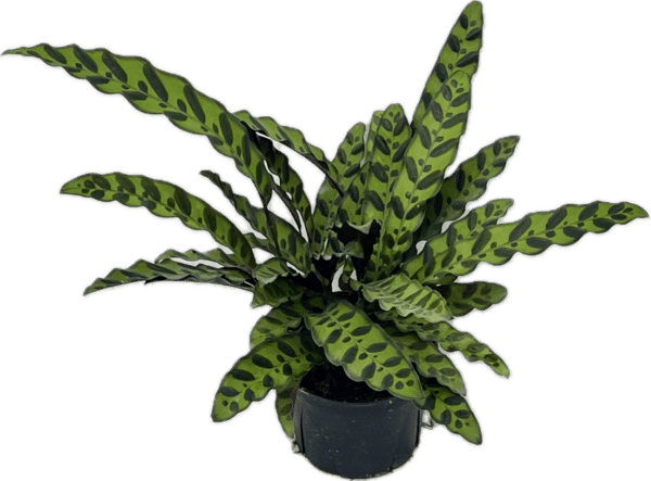 6" Calathea Lancifolia