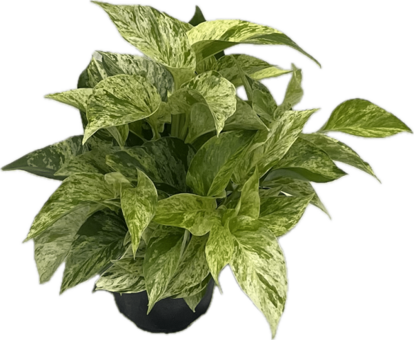 6" Marble Queen