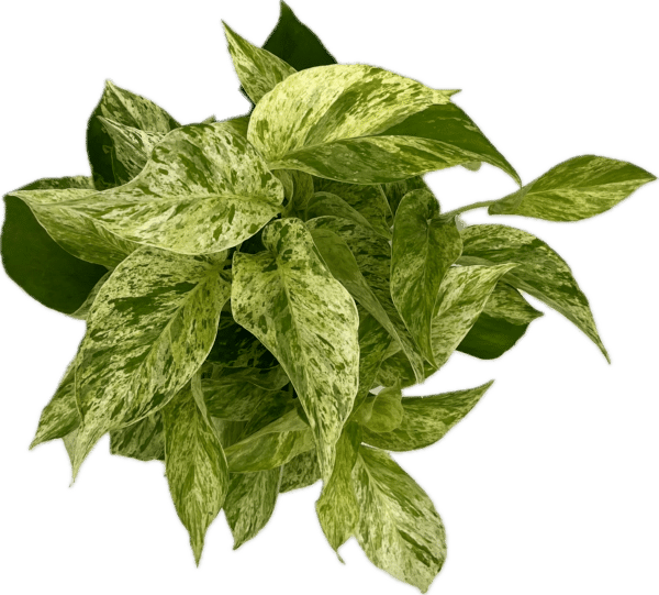 6" Marble Queen - Image 2