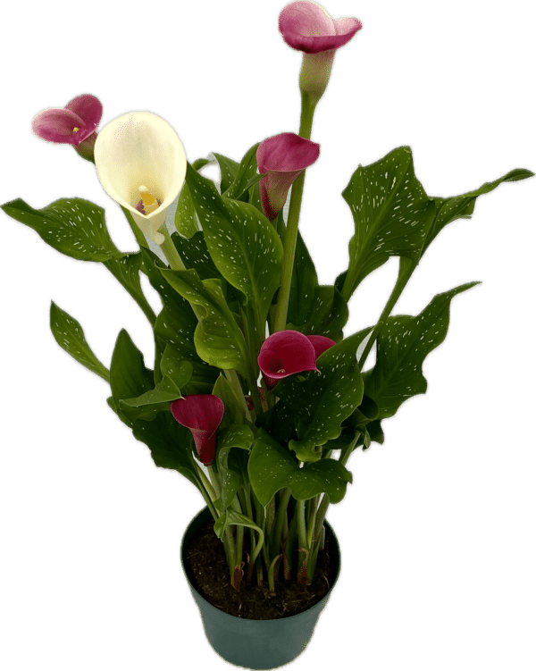 6" Calla Lily