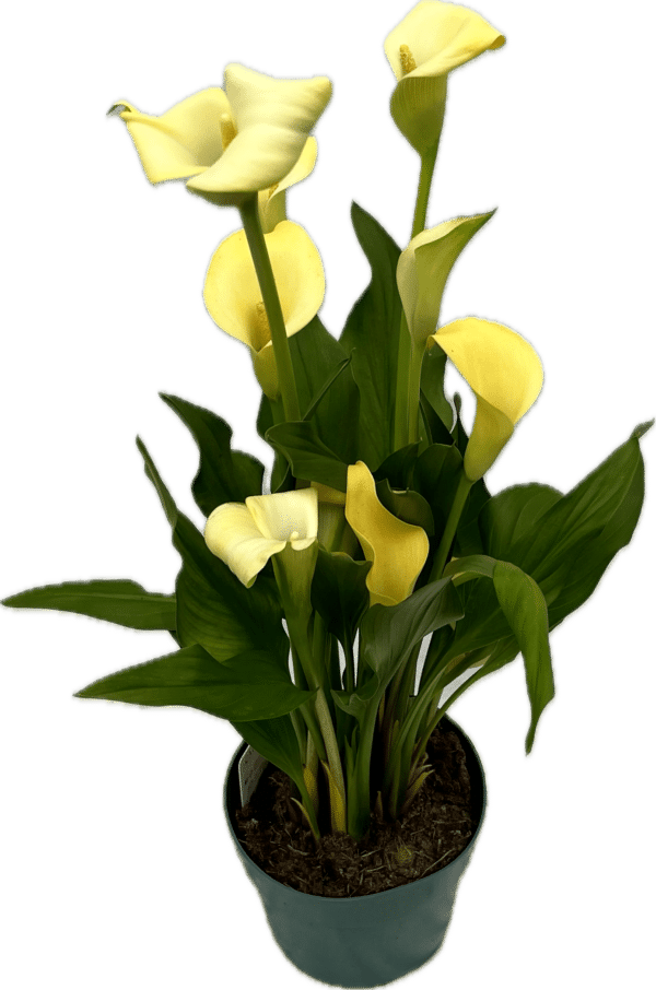 6" Calla Lily - Image 2