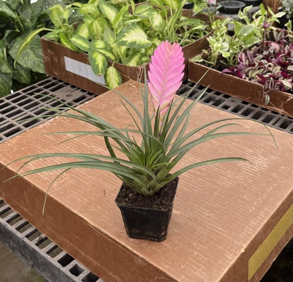 4" Bromeliad Tillandsia