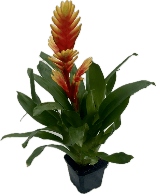 4" Bromeliad Vriesea - Image 2