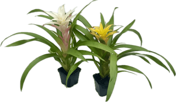 4" Bromeliad Guzmania - Image 2