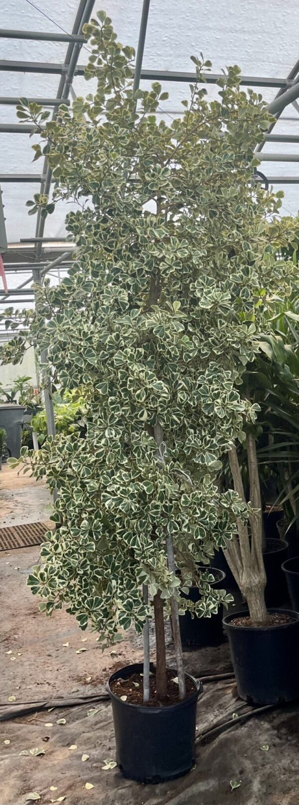14" Ficus Triangularis Bush