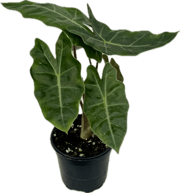 4" Alocasia Sanderiana