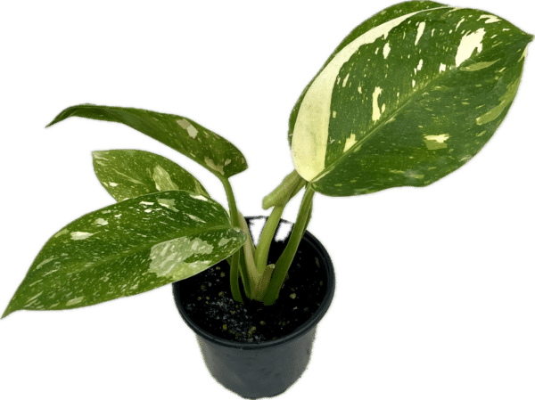 4" Philodendron Congo Nuclear