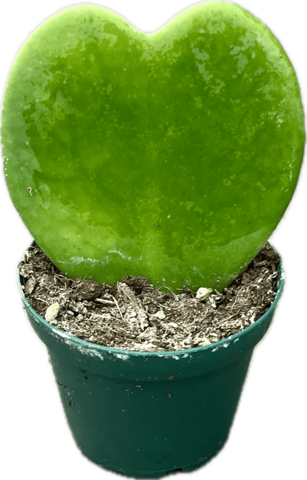 2" Hoya Green Kerrii