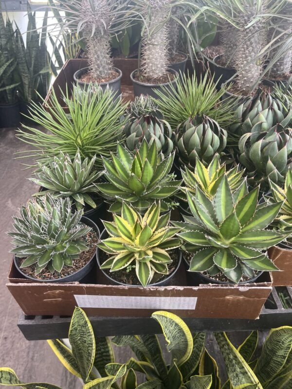 6" Agave - Image 8