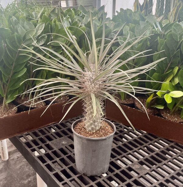 6" Palm Madagascar