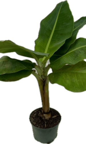 6" Banana Tree Dwarf