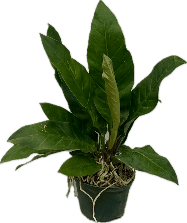 6" Anthurium Superbum