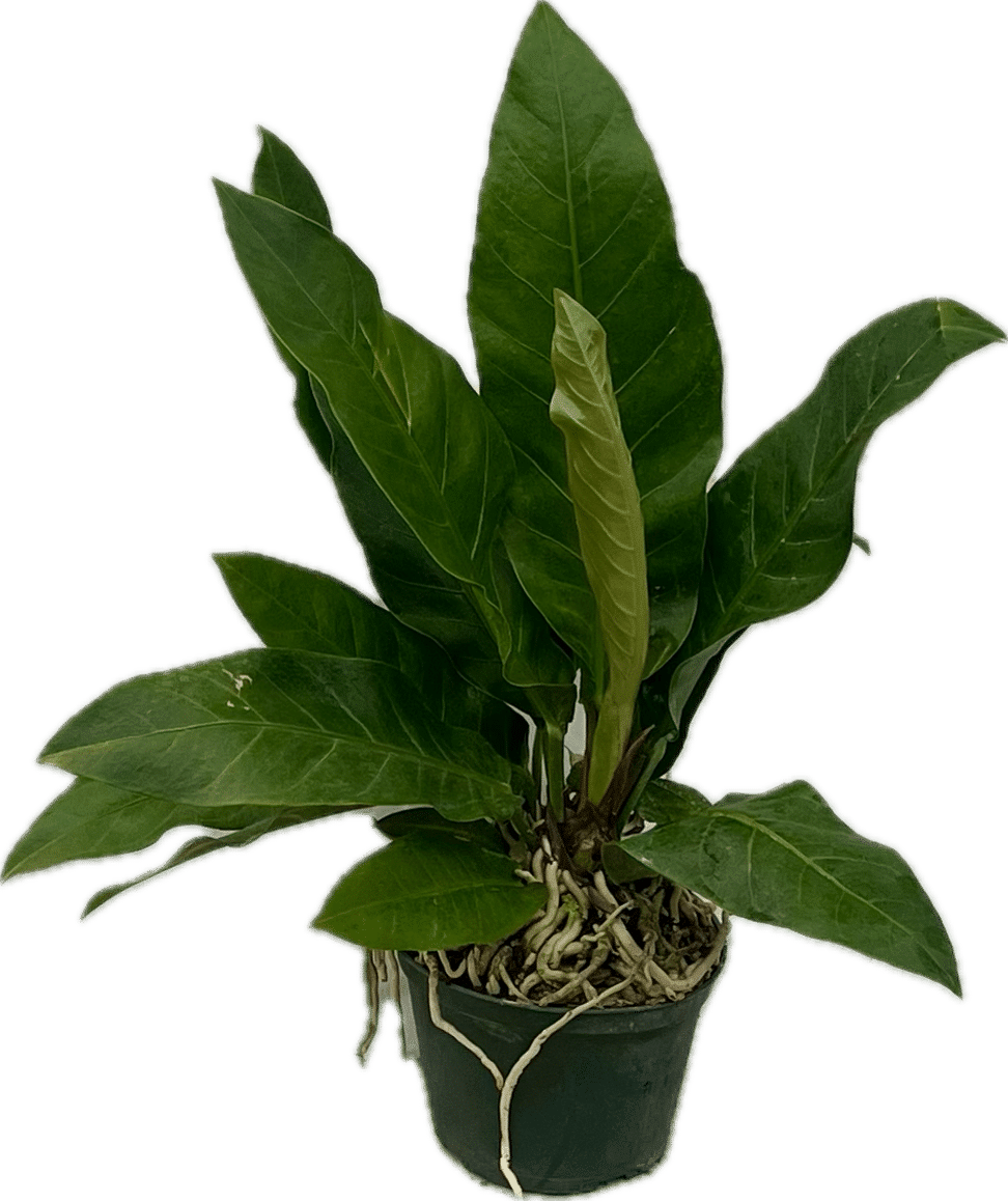thumbnail image 2 of Live Anthurium Superbum Plant – Potted, Rare Exotic Foliage, USDA Certified, 18-30+ In 2 of 5