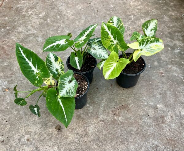 4" Syngonium Scrambled Eggs