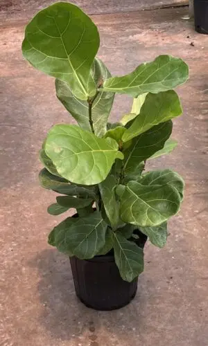 8" Fiddle Leaf Fig (Bush)