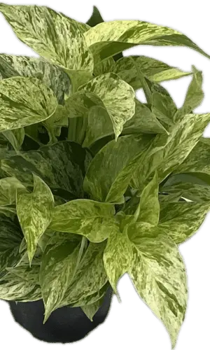 6" Marble Queen