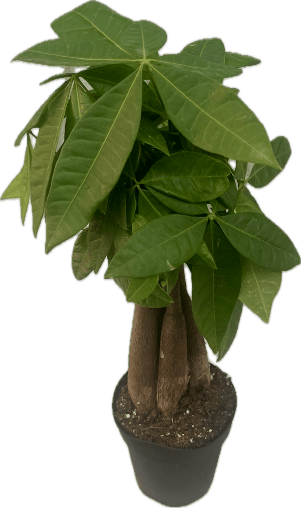 4" Money Tree