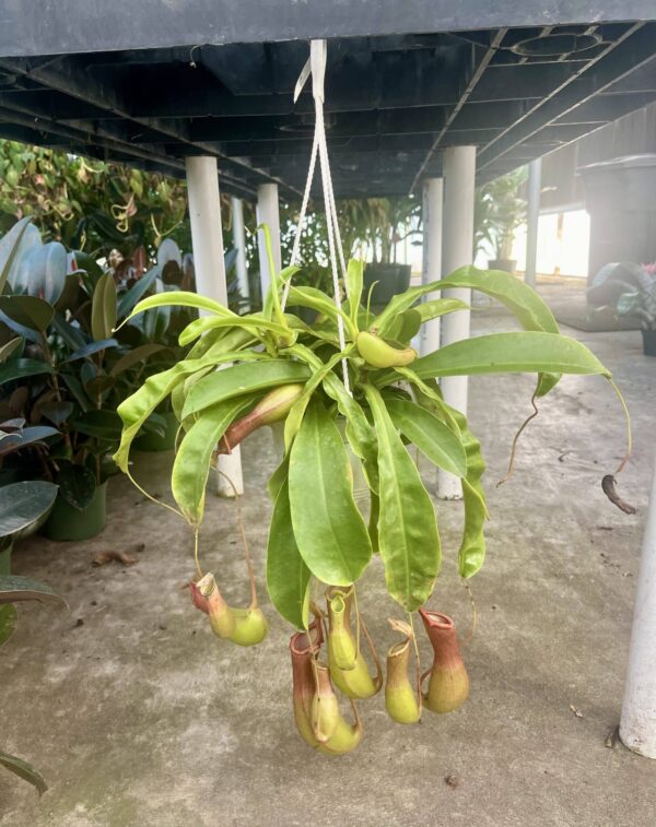 6" Pitcher Hanger (Alata)