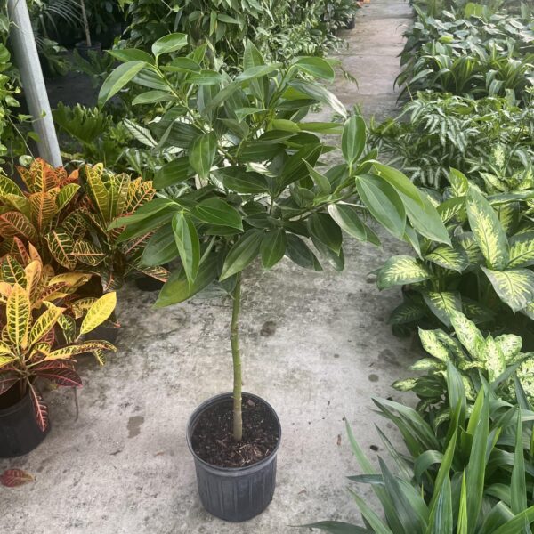 10" Cinnamon Tree