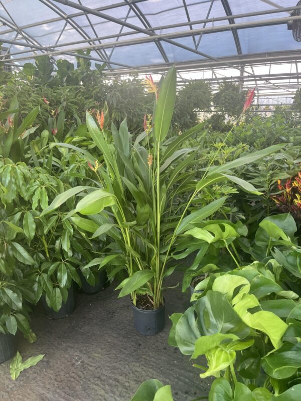 10" Heliconia