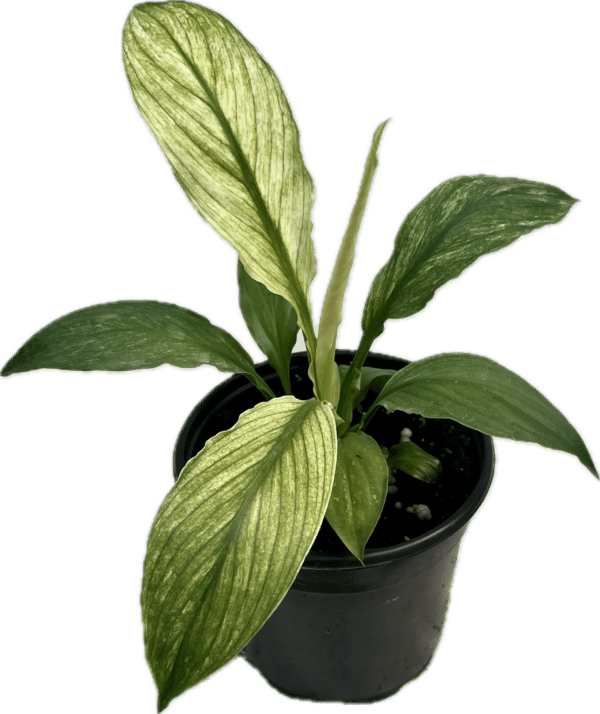 4" Spath Sensation Mint