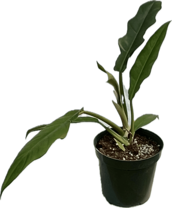 4" Philodendron Pluto