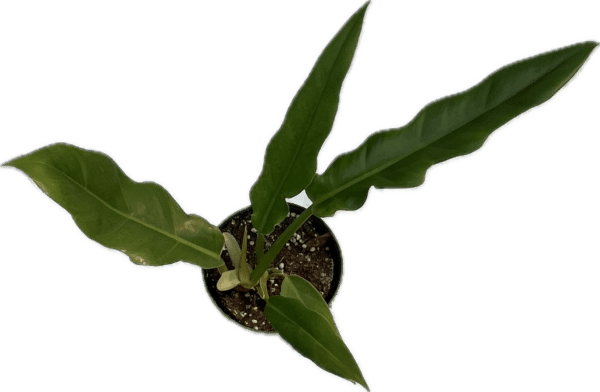 4" Philodendron Pluto - Image 2