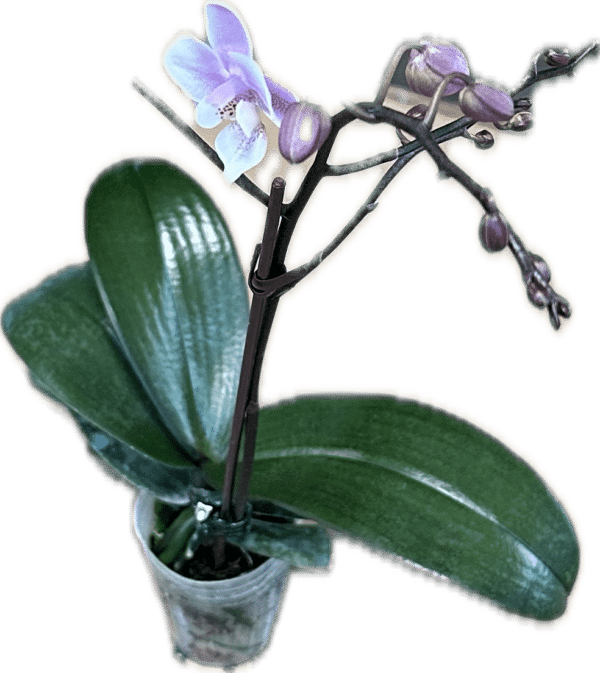 2" Orchid Mini (Mixed Colors) - Image 2