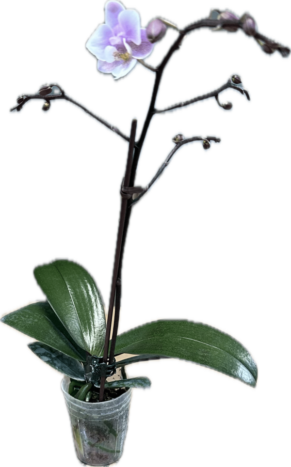 2" Orchid Mini (Mixed Colors)