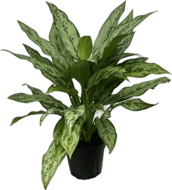 6" Aglaonema Romeo