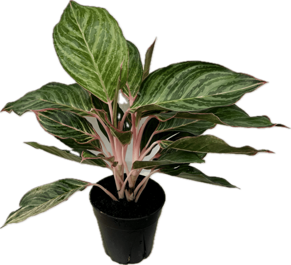 6" Aglaonema Milestone