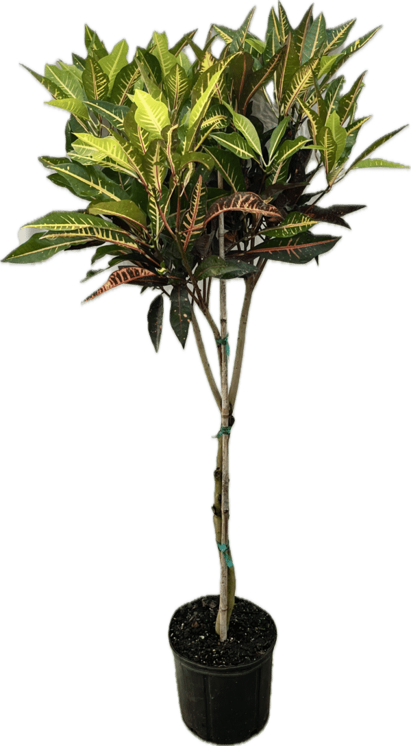 10" Croton Fantasy Tree