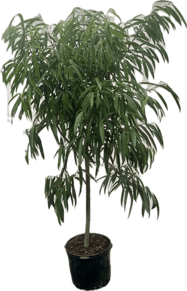 14" Ficus Ali Standard