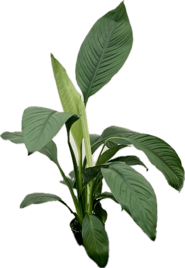 6" Spath Sensation