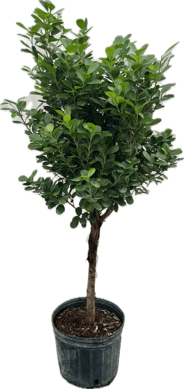 14" Ficus Moclame (Tree)