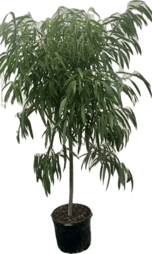 14" Ficus Ali Standard