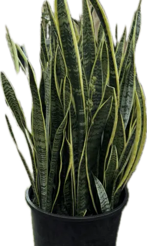 14" Sansevieria Laurentii