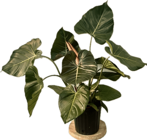 8” Philodendron Summer Glory