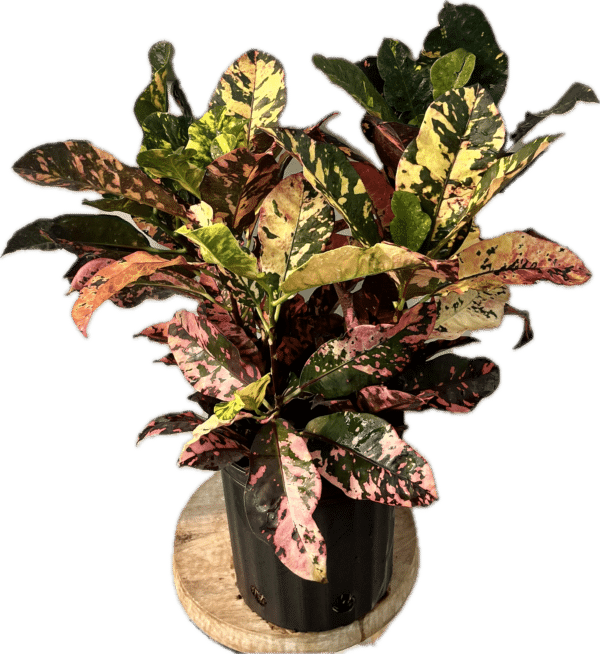 8" Croton Magnificent