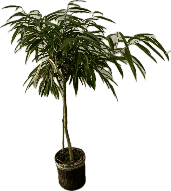 10" Ficus Ali (Tree)
