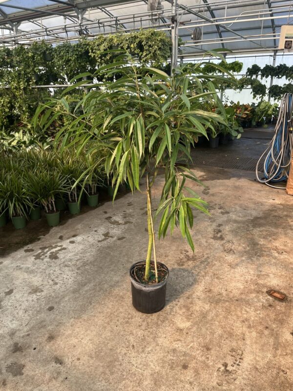 10" Ficus Ali (Tree) - Image 2