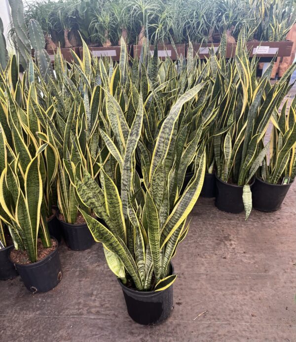 10" Sansevieria Laurentii - Image 3