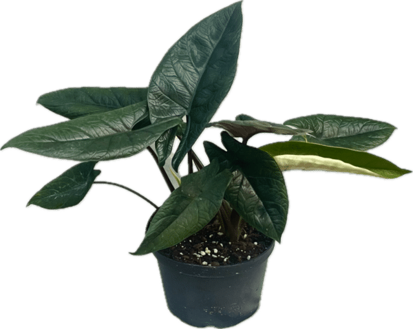6" Alocasia Scalprum